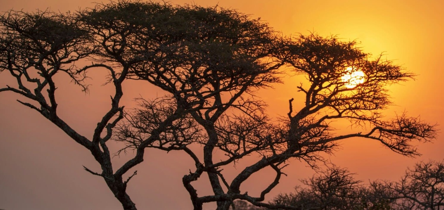 How does REDD+ work?